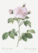 Maiden's pink blush (Pierre Joseph Redouté) - Muzeo.com