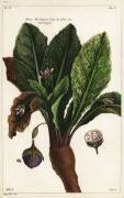 Mandragora officinarum (Dupin) - Muzeo.com
