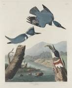 Martin-chasseur ceinturé (John James Audubon) - Muzeo.com