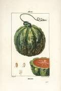 Melon (Pierre Jean Francois Turpin) - Muzeo.com