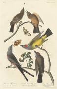 Moucherolle d'Arkansaw (John James Audubon) - Muzeo.com