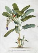 Musa (Georg Dionysius Ehret) - Muzeo.com