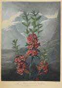 Narrow leaved kalmia (Robert John Thornton) - Muzeo.com
