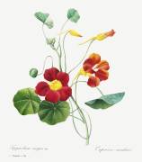 Nasturtium (Pierre Joseph Redouté) - Muzeo.com