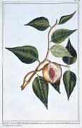 Noix de muscade (Pierre-Joseph Buchoz) - Muzeo.com