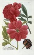 Paeonia de l'ouvrage Phytanthoza Iconographia de Johann Wilhelm Weinmann (Georg Dionysius Ehret) - Muzeo.com