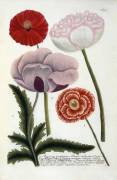 Papaver (Georg Dionysius Ehret) - Muzeo.com
