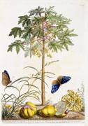 Papaya (Georg Dionysius Ehret) - Muzeo.com
