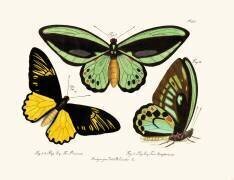 Papillons (anonyme) - Muzeo.com