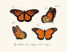 Papillons (anonyme) - Muzeo.com