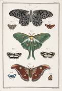 Papillons (anonyme) - Muzeo.com