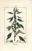 Parietaire officinale (Pierre Jean Francois Turpin) - Muzeo.com