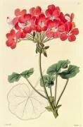 Pelargonium (Leopold Trattinick) - Muzeo.com