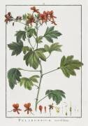 Pelargonium acerifolium (Pierre Joseph Redouté) - Muzeo.com