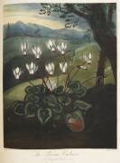 Persian cyclamen (Robert John Thornton) - Muzeo.com