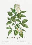 Philadelphus (Pierre Joseph Redouté) - Muzeo.com