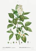 Philadelphus (Pierre Joseph Redouté) - Muzeo.com