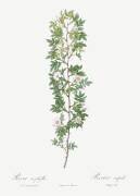 Pink cuspidate (Pierre Joseph Redouté) - Muzeo.com