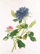 Pivoine (Georg Dionysius Ehret) - Muzeo.com