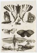 Planche d'insectes (anonyme) - Muzeo.com