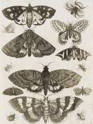 Planche d'insectes (anonyme) - Muzeo.com