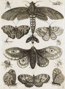 Planche d'insectes (anonyme) - Muzeo.com