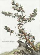 Plante chinoise (aubépine) (Louis de Chastillon) - Muzeo.com