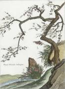 Plante Chinoise (aubépine) (Louis de Chastillon) - Muzeo.com