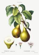 Poirier (Pierre Joseph Redouté) - Muzeo.com