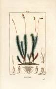 Polytrichum commun (Pierre Jean Francois Turpin) - Muzeo.com