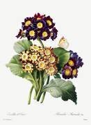 Primula auricula (Pierre Joseph Redouté) - Muzeo.com