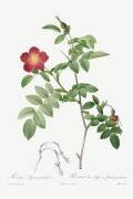 Rosa alpina pendulina (Pierre Joseph Redouté) - Muzeo.com