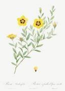 Rosa Berberifolia (Pierre Joseph Redouté) - Muzeo.com