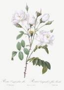 Rosa Campanulata Alba (Pierre Joseph Redouté) - Muzeo.com