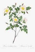 Rosa Candolleana Elegans (Pierre Joseph Redouté) - Muzeo.com