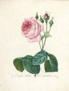 Rosa Centifolia Bullata (Pierre Joseph Redouté) - Muzeo.com