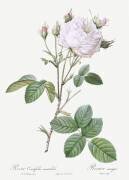 Rosa Centifolia Mutabilis (Pierre Joseph Redouté) - Muzeo.com