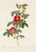 Rosa Cinnamomea Flore Simplici (Pierre Joseph Redouté) - Muzeo.com