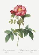 Rosa Gallica Caerulea (Pierre Joseph Redouté) - Muzeo.com