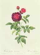 Rosa Gallica Gueriniana (Pierre Joseph Redouté) - Muzeo.com