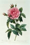 Rosa Gallica Regalis (Pierre Joseph Redouté) - Muzeo.com