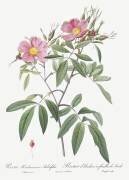 Rosa Hudsoniana Salicifolia (Pierre Joseph Redouté) - Muzeo.com