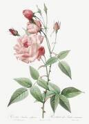 Rosa Indica Vulgaris (Pierre Joseph Redouté) - Muzeo.com
