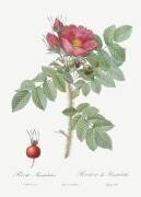 Rosa Kamtschatica (Pierre Joseph Redouté) - Muzeo.com