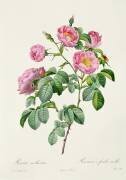 Rosa Mollissima (Pierre Joseph Redouté) - Muzeo.com