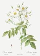 Rosa moschata (Pierre Joseph Redouté) - Muzeo.com