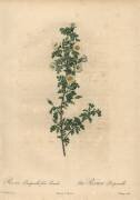 Rosa pimpinellifolia Pumila (Jean-Baptiste Chapuy) - Muzeo.com