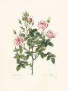 Rosa Pomponia (Pierre Joseph Redouté) - Muzeo.com