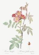 Rosa Rubrifolia (Pierre Joseph Redouté) - Muzeo.com