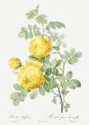 Rosa sulfurea (Pierre Joseph Redouté) - Muzeo.com